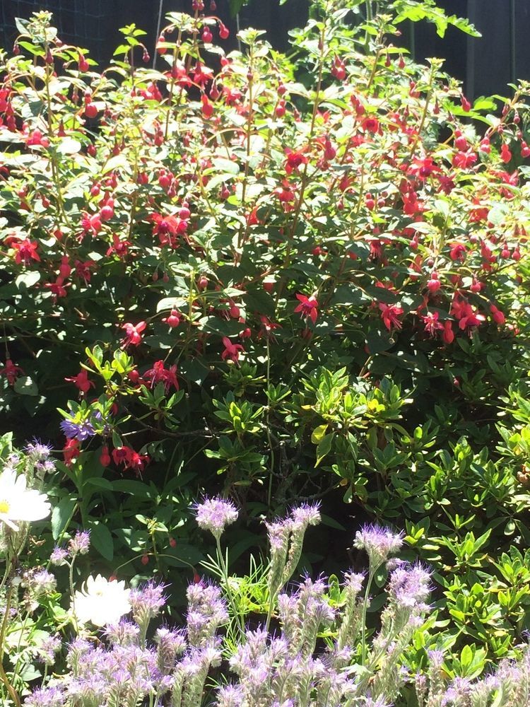 כרייסטצ'רץ' Garden Bed And Breakfast מראה חיצוני תמונה