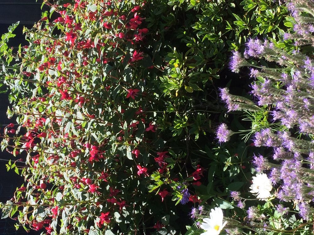 כרייסטצ'רץ' Garden Bed And Breakfast מראה חיצוני תמונה
