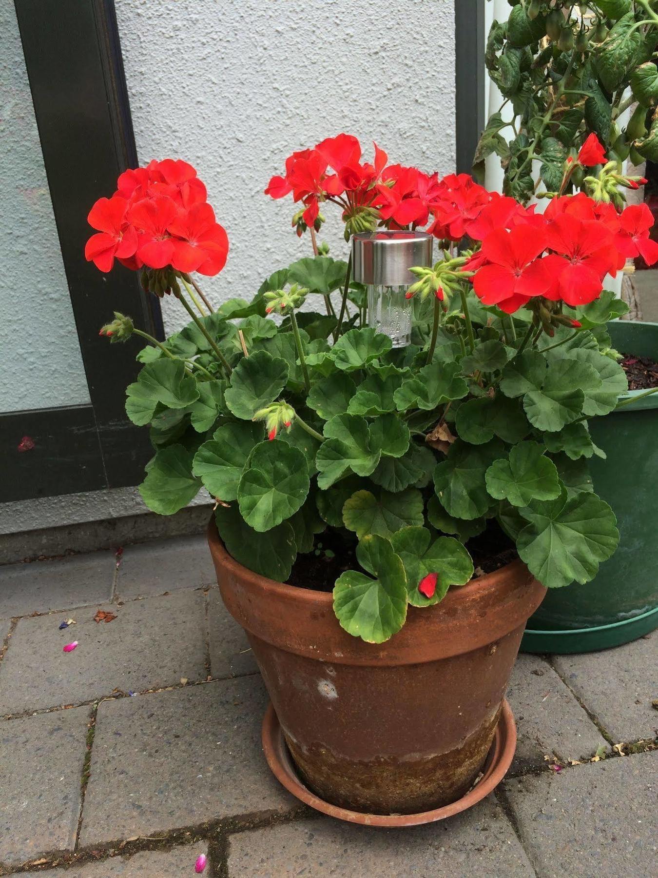כרייסטצ'רץ' Garden Bed And Breakfast מראה חיצוני תמונה