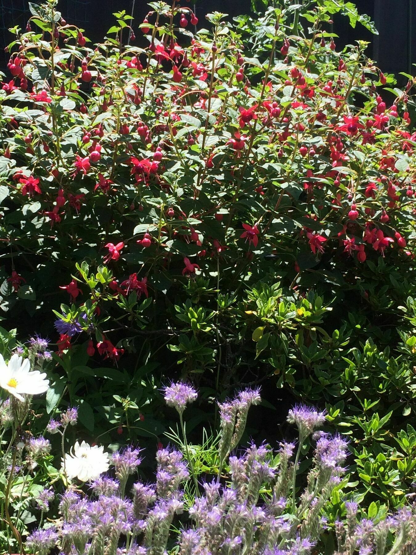 כרייסטצ'רץ' Garden Bed And Breakfast מראה חיצוני תמונה